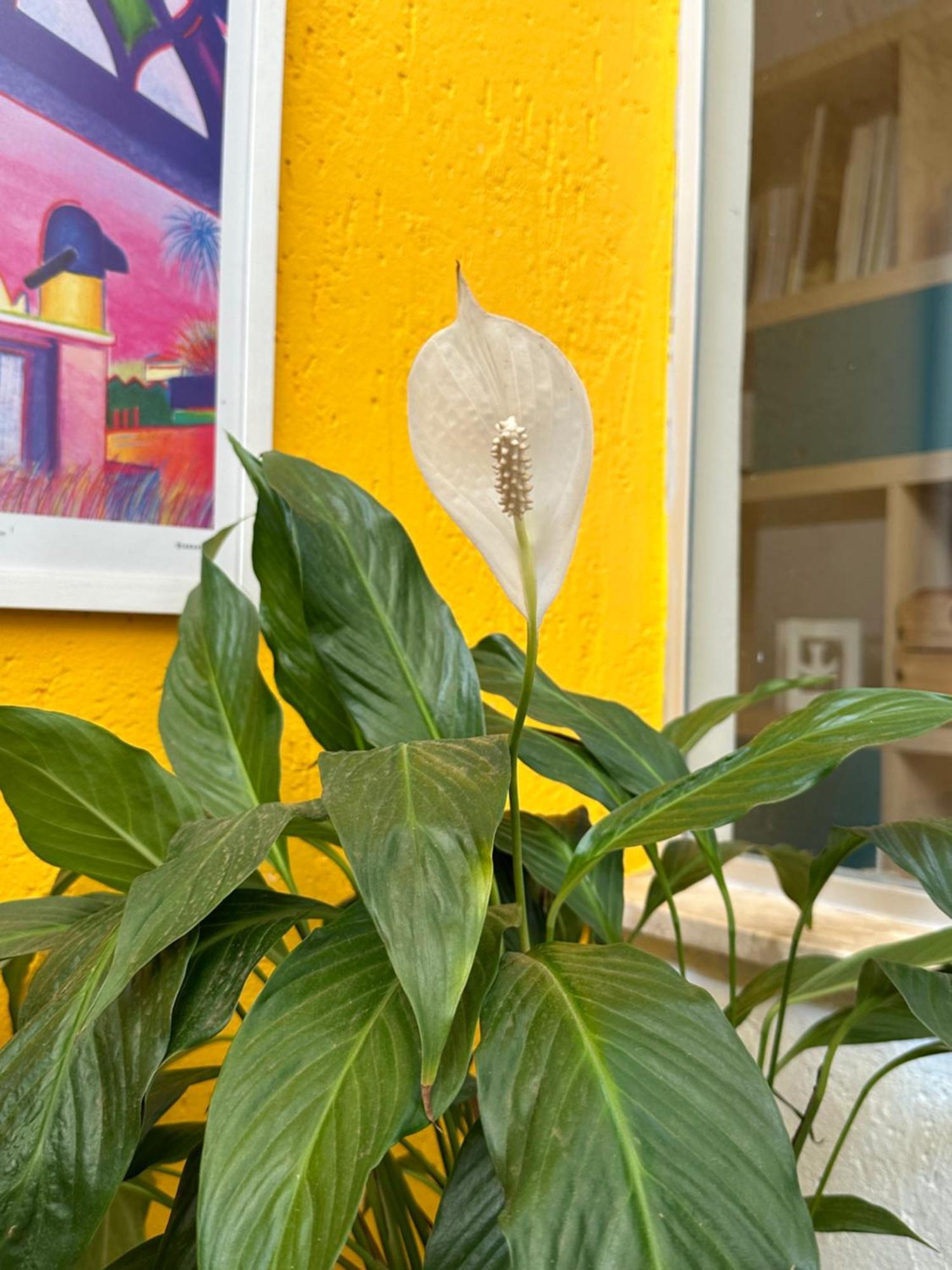 Núcleo BandeiranteCasa Lumen住宿加早餐旅馆 外观 照片